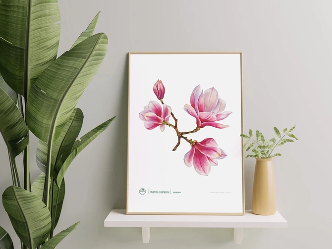Magnolia pośrednia — plakat